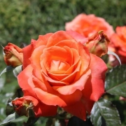 visitare il roseto comunale di roma visitare il roseto comunale di roma